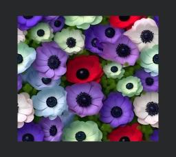 3d Anemones Tumbler Wrap
