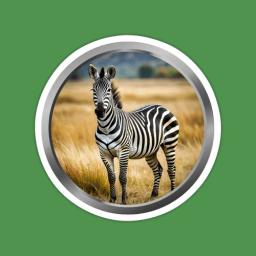 Zebra Animal 4
