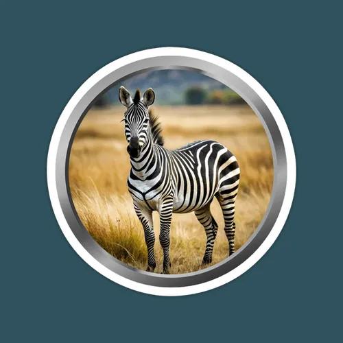Zebra Animal 4