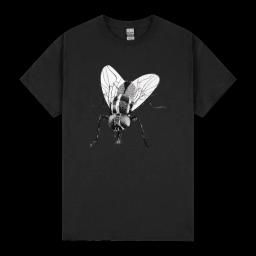 Black Fly Insect