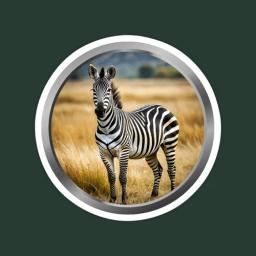 Zebra Animal 4