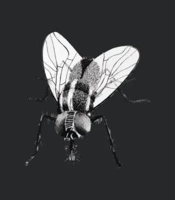 Black Fly Insect